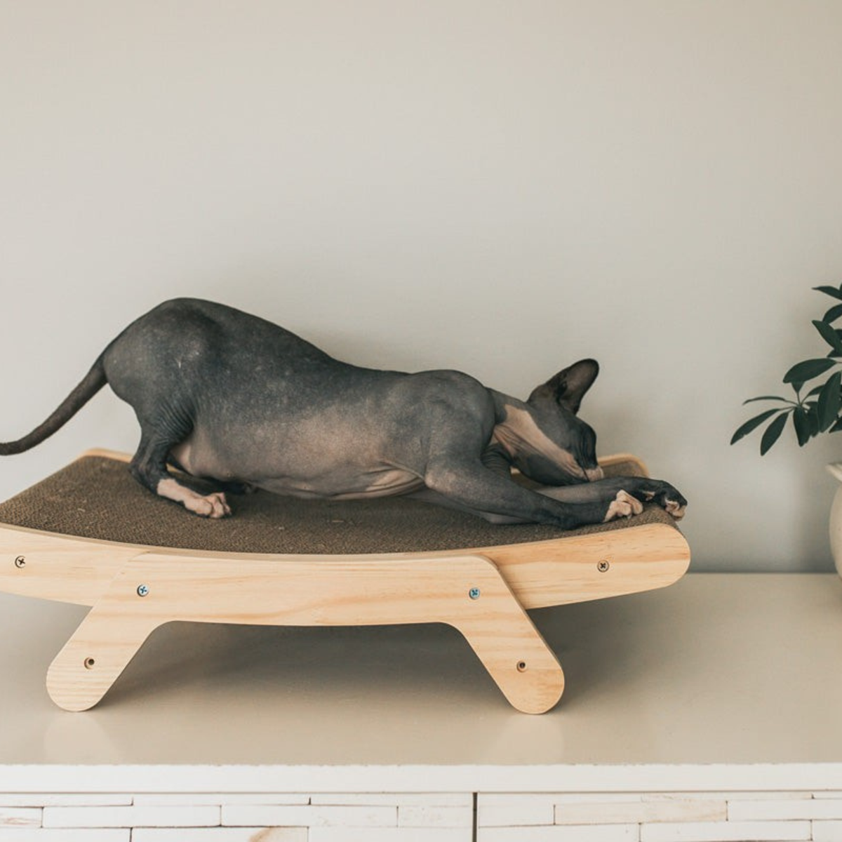 Griffoir en bois Felina Curve