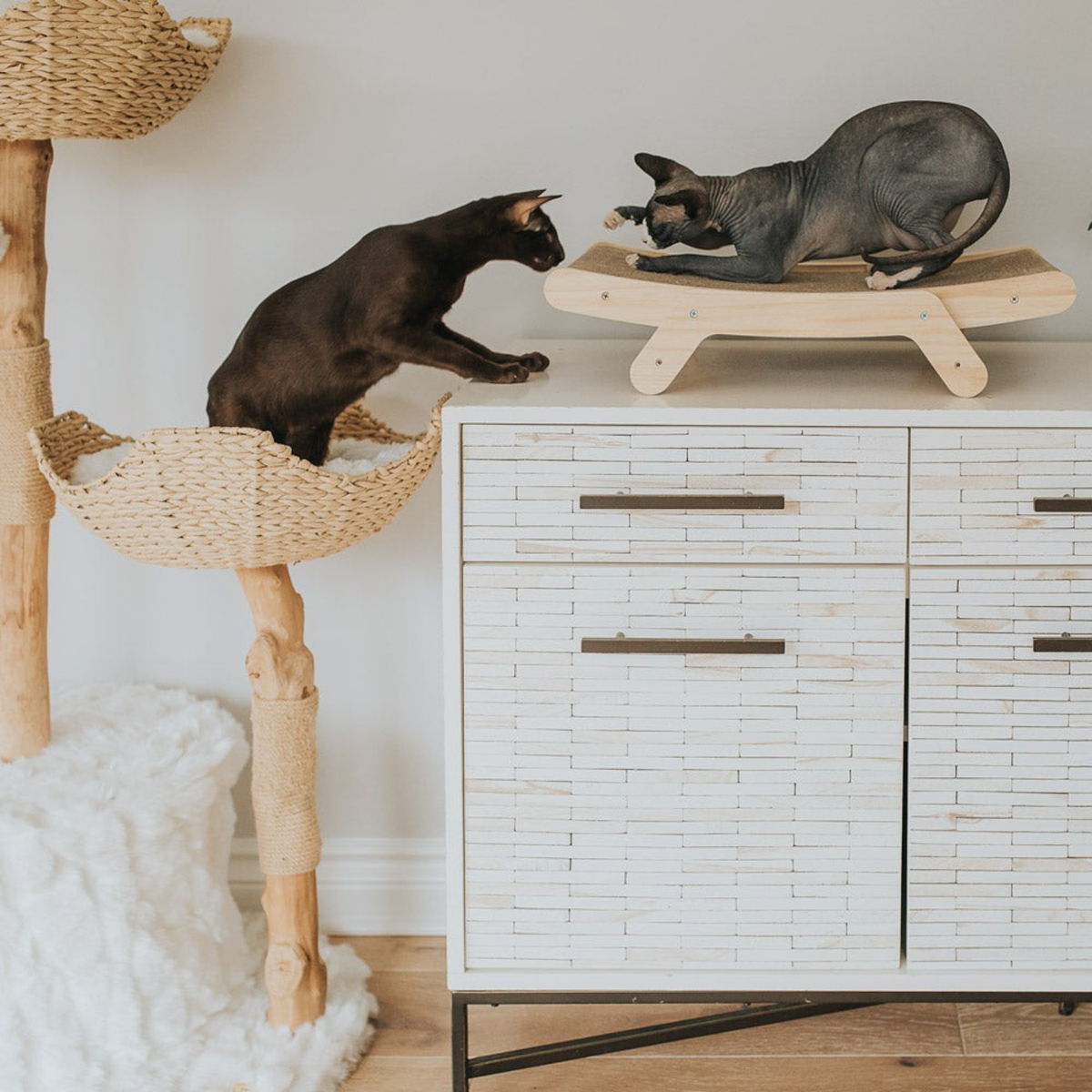 Griffoir en bois Felina Curve